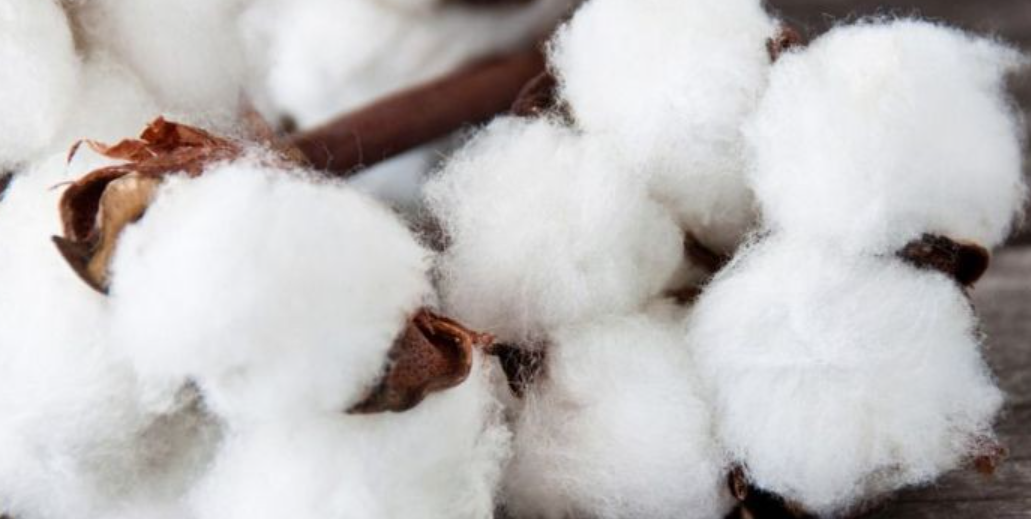 埃及棉纯天然棉